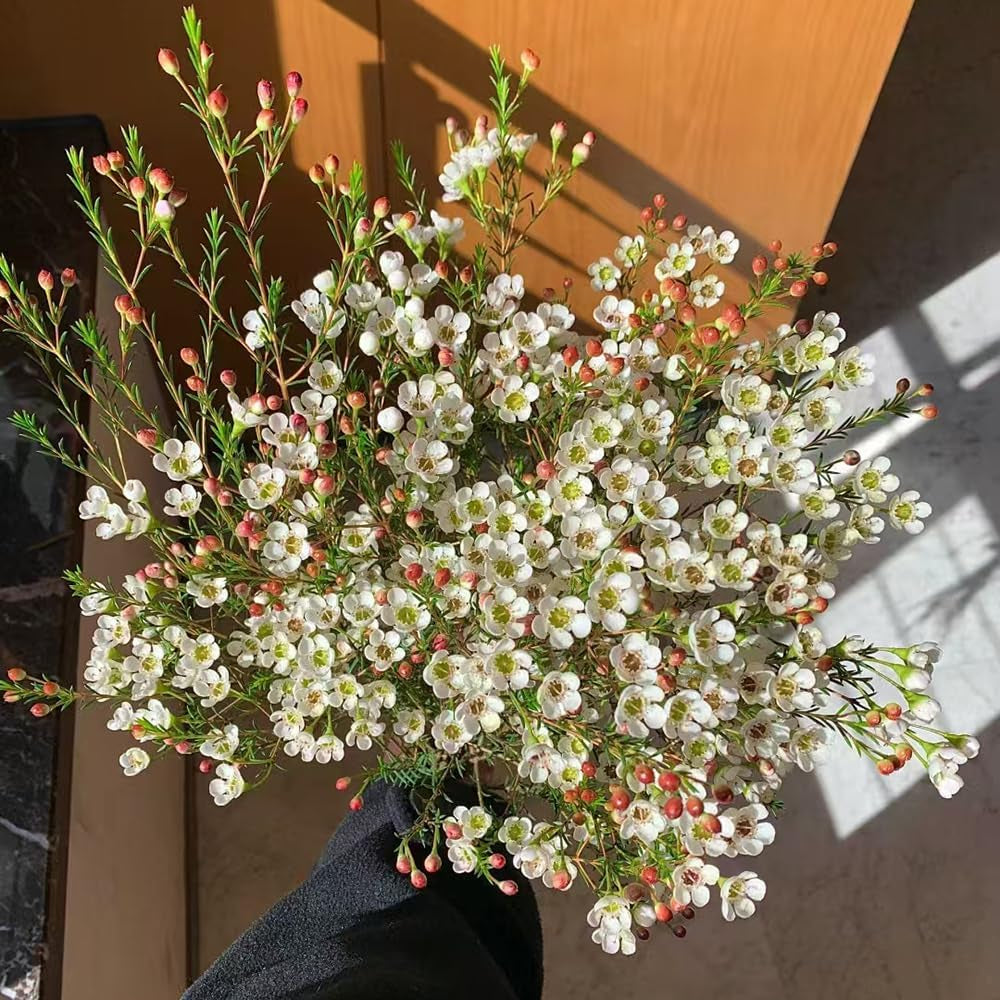 Chamelaucium Uncinatum - Gartenpflanzen Winterhart Mehrjährig Minigarten Für Sonnige Plätze Schnell Wachsende Sträucher Garten Baumsamen Bonsai Luftreinigende Zimmerpflanzen Bonsaibaum 55Samen