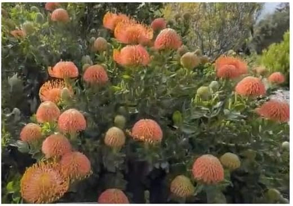 Stk - 5X Leucospermum Patersonii Nadelkissen Strauch Pflanzen - Samen B1710 -