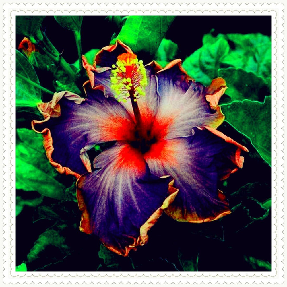 Mix di bulbi da fiore, bulbo magico misterioso, piantagione resistente, bulbo da fiore perenne resistente all'inverno, bulbi resistenti - 3 bulbi di orchidea