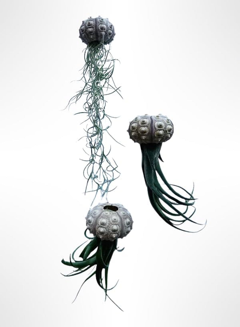 3 Quallen Mit Sputnik-Seeigel Und Verschiedenen Luftpflanzen.