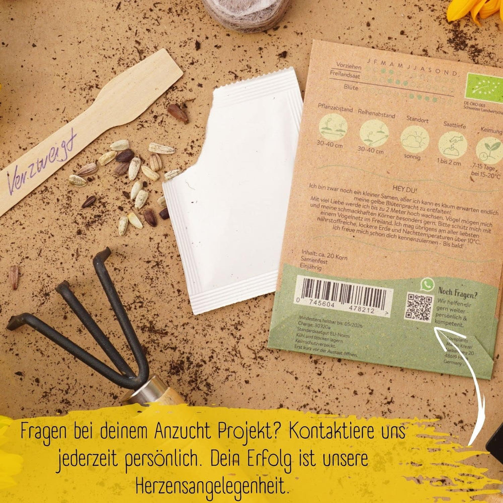 Semi di girasole biologici ramificati, 20 semi di girasole ad alto tasso di germinazione, semi di girasole per giardino, balcone, aiuola o regalo per gli ospiti. Semi di fiori impollinati gratuitamente.