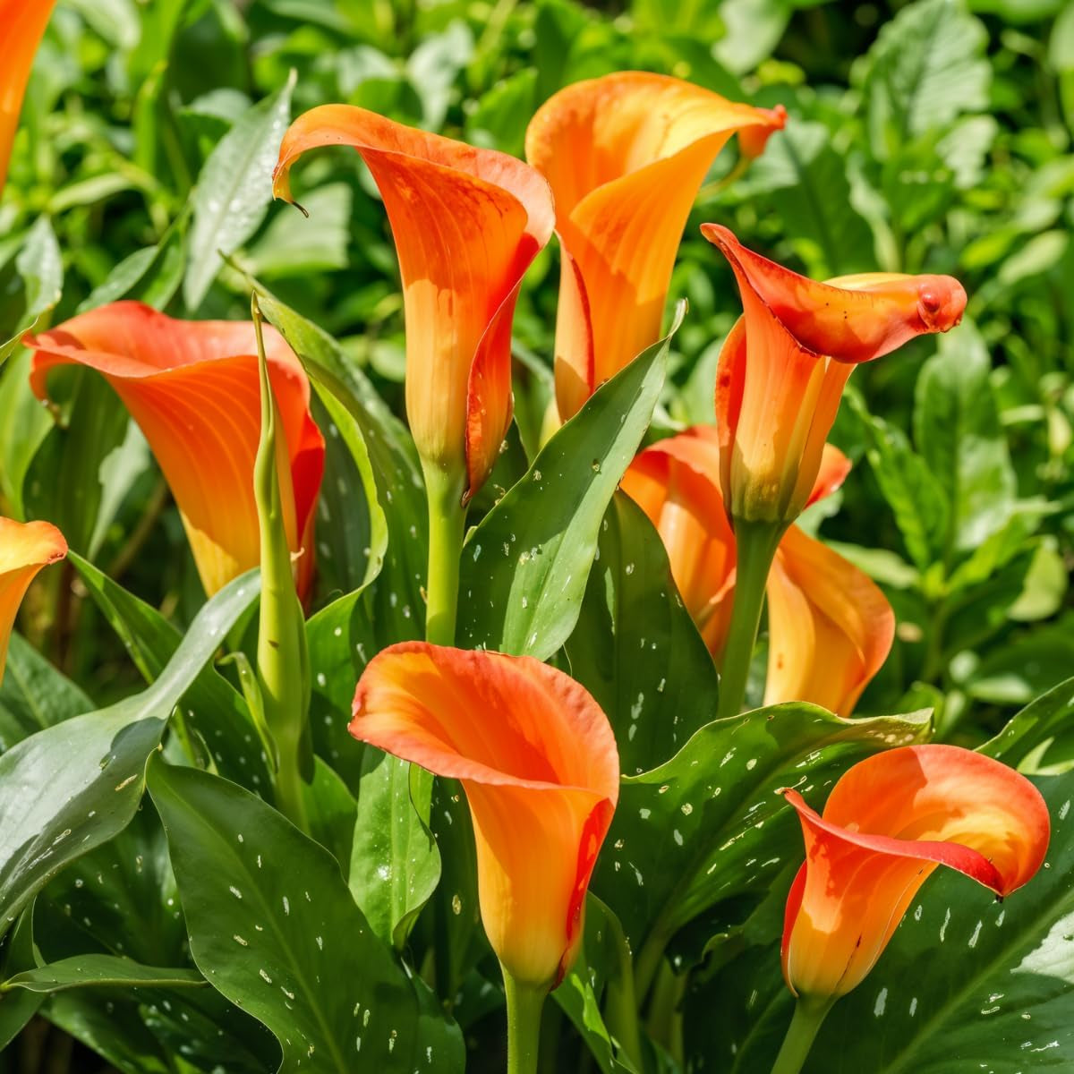 Calla Bulbs Hardy Perenne - Zantedeschia Orange Passion (Arancio) - 5 bulbi da fiore grandi - Piante vere dell'Olanda - Per giardino e vasi (non semi, non artificiali)