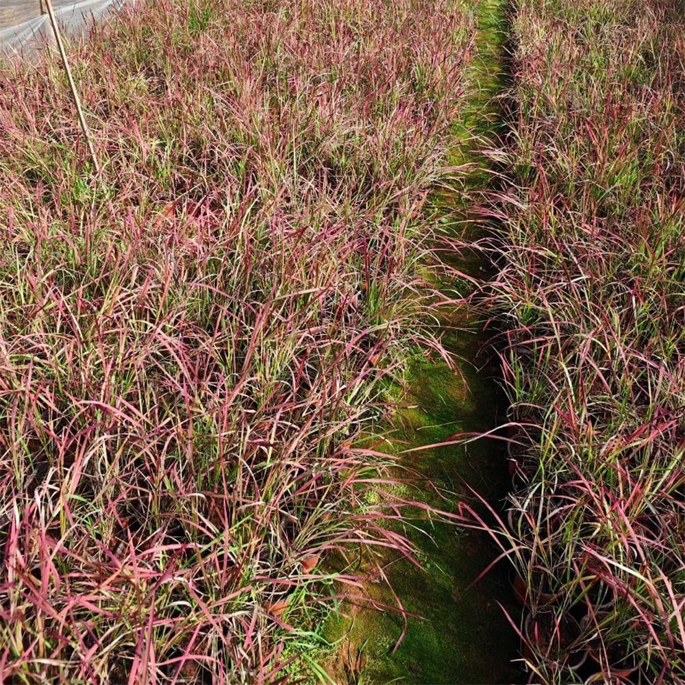 Japanisches Blutgra - Red Baron Terrassenpflanzen Bodendecker Imperata Cylindric Gartenpflanzen Für Draußen Immergrüne Sträucher Winterhart Sträucher Für Den Garten 60Samen