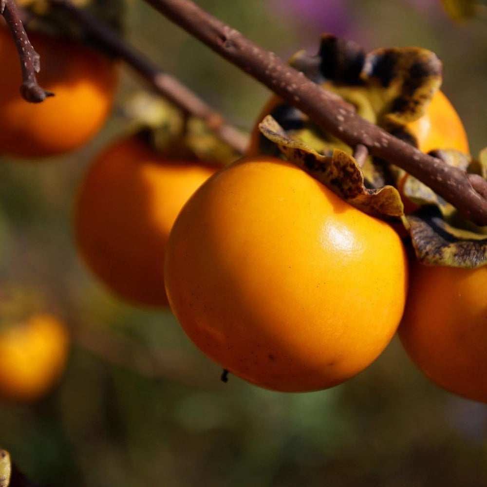 Kakibaum — Apfelkhaki – Alte Sorte, Obstpflanze Auf Topf 26 Cm — Max. Höhe 160 Cm — 4 Jahre Alt — Italienische Baumschule