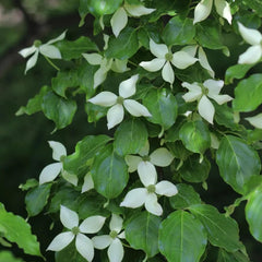 Cornus Kousa, Balkonpflanzen Hartriegel, Garten Blumensamen Mehrjährig Winterhart Blühende Sträucher Winterhart Seltene 120Samen