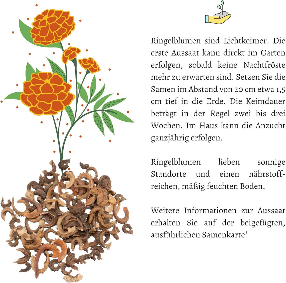 Semi di calendula (Calendula officinalis) - Pianta medicinale versatile con fiori commestibili e ideale per un prato fiorito colorato (Abendrot)