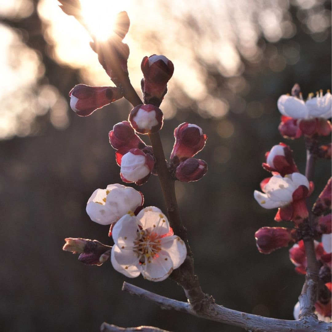Aprikosenbaum Fracasso Obstbaum Im Topf 26 Cm Höhe Ca. 180 Cm – Alter 4 Jahre - Italienische Gärtnerei