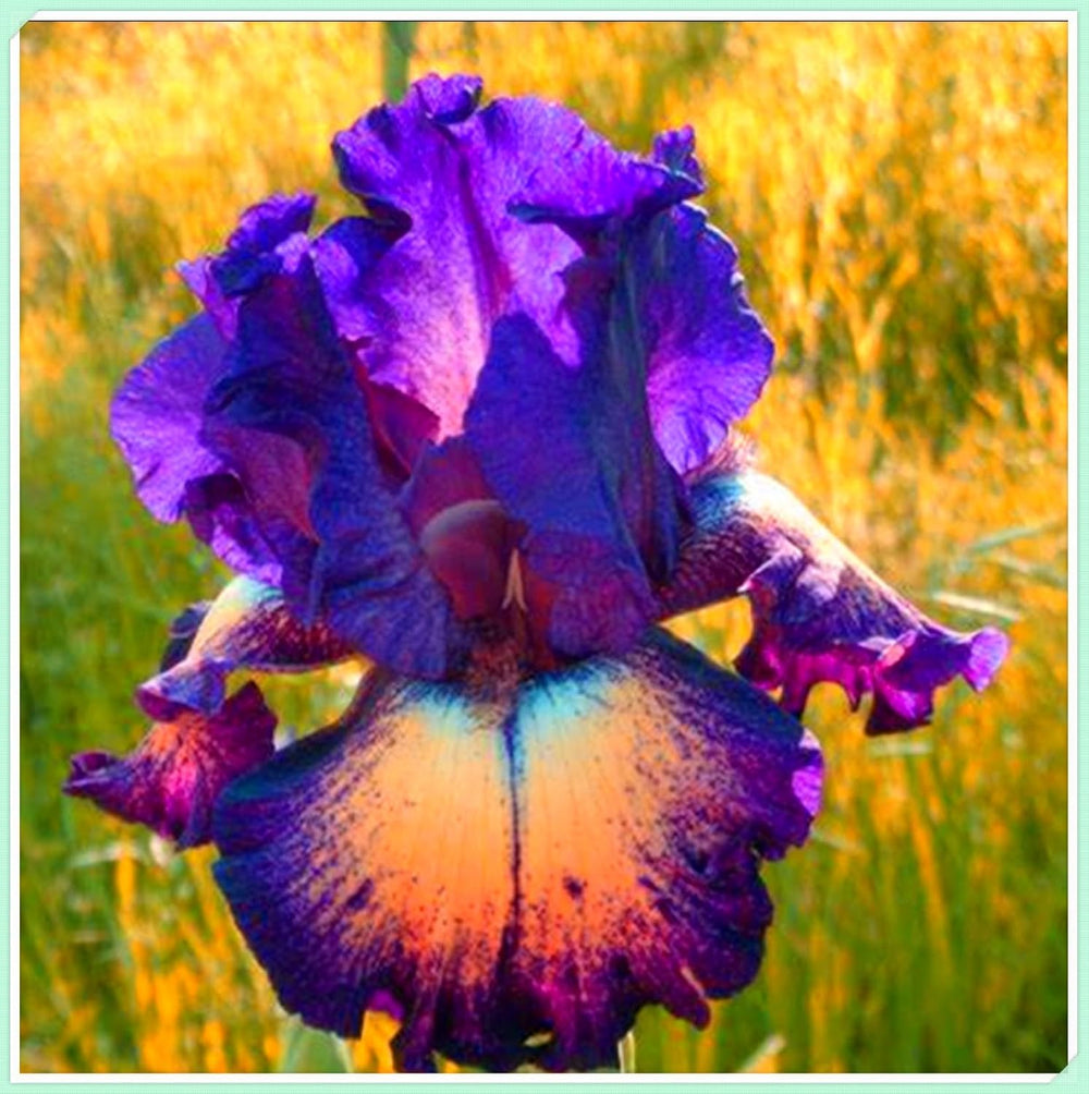 Mix di bulbi da fiore, bulbo magico misterioso, piantagione resistente, bulbo da fiore perenne resistente all'inverno, bulbi resistenti - 3 bulbi di orchidea