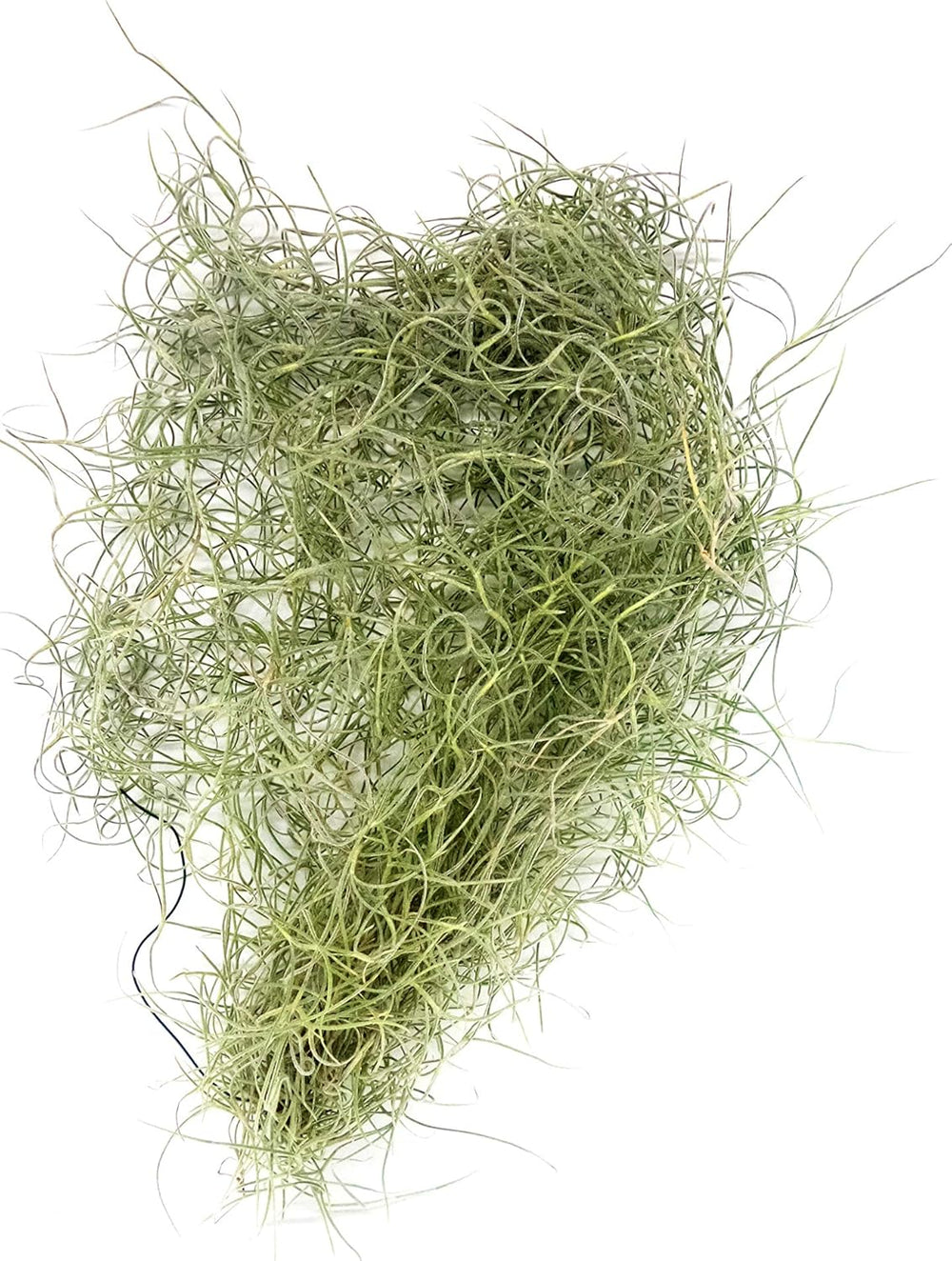 Tillandsia Luft Pflanzen Kollektion Innen Haus Pflanze Blume Für Geschenk Sonder Anlass - Tillandsia Usneoides
