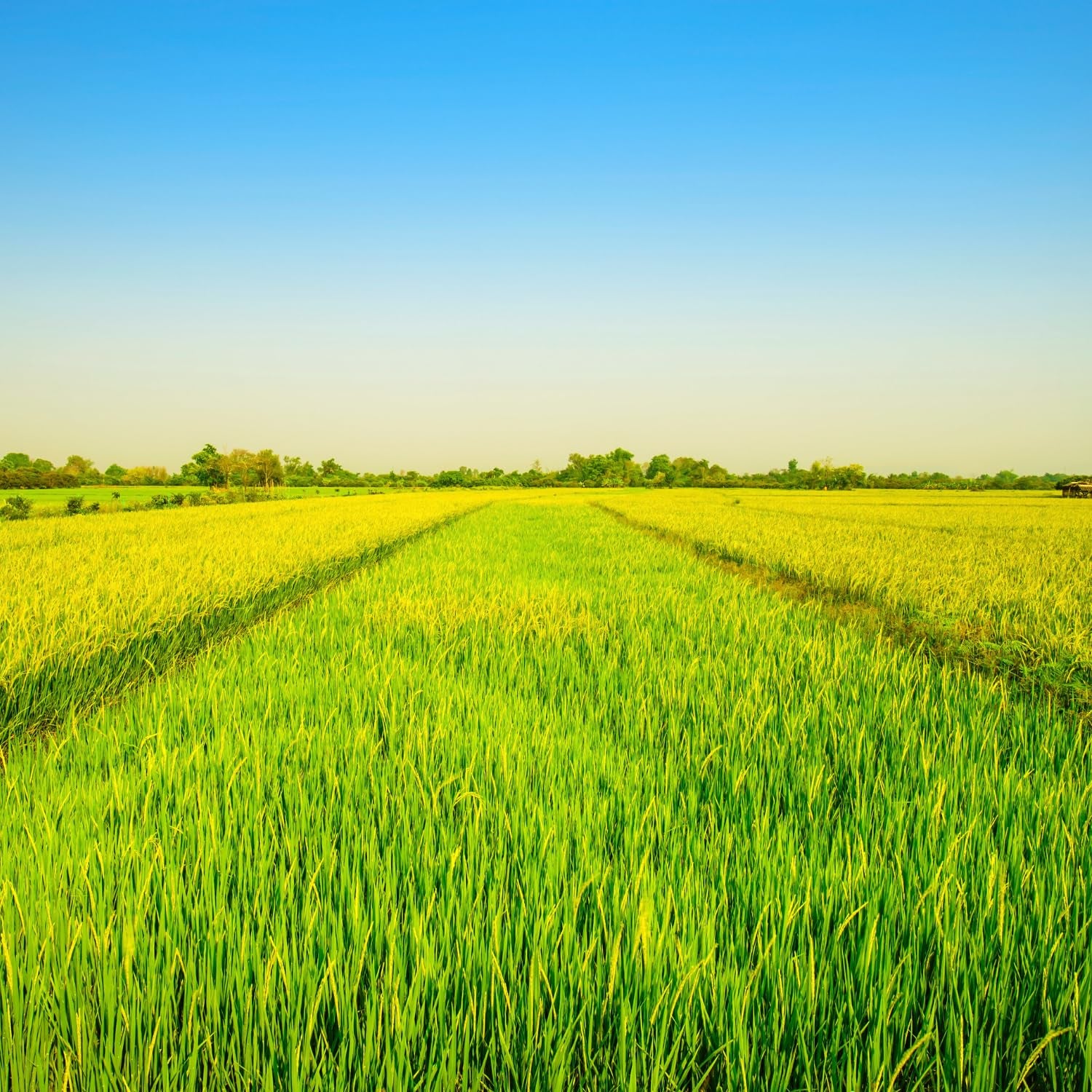 - Langkornreis stile USA - 1 X 20 KG