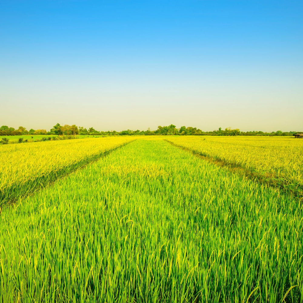 - Langkornreis stile USA - 1 X 20 KG