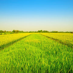 - Langkornreis stile USA - 1 X 20 KG