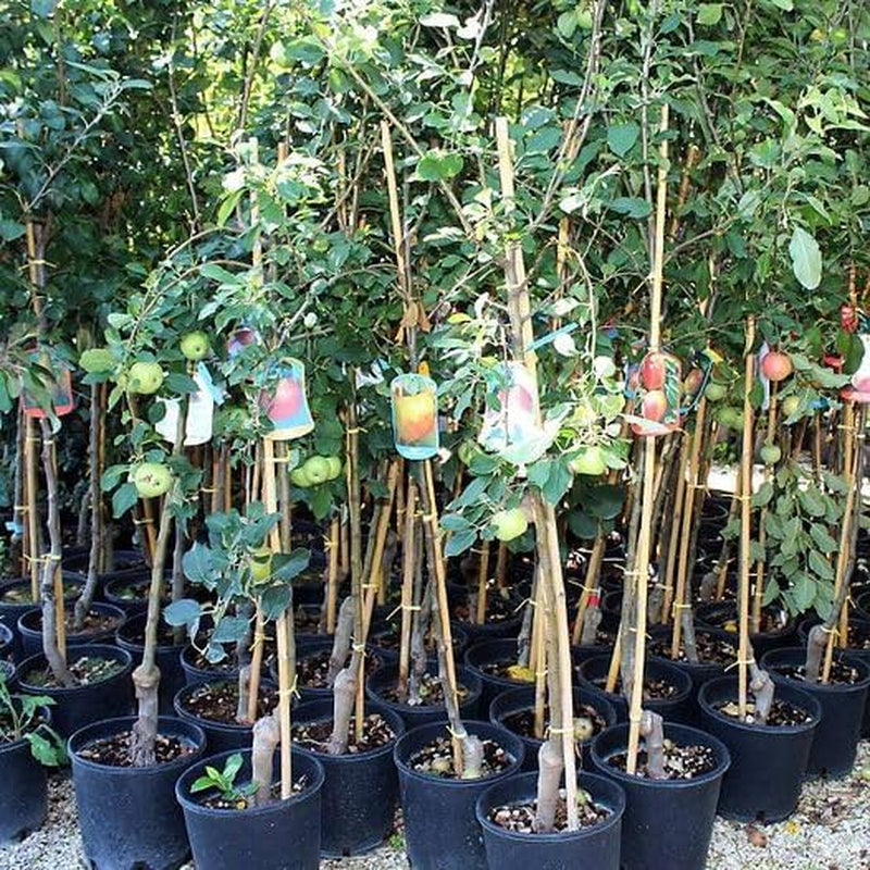 Apfelbaum Golden Ruggine – Antike Sorte, Topf Ø 26 Cm, Max. Wuchshöhe 180 Cm Alter: 4 Jahre – Italienische Baumschule