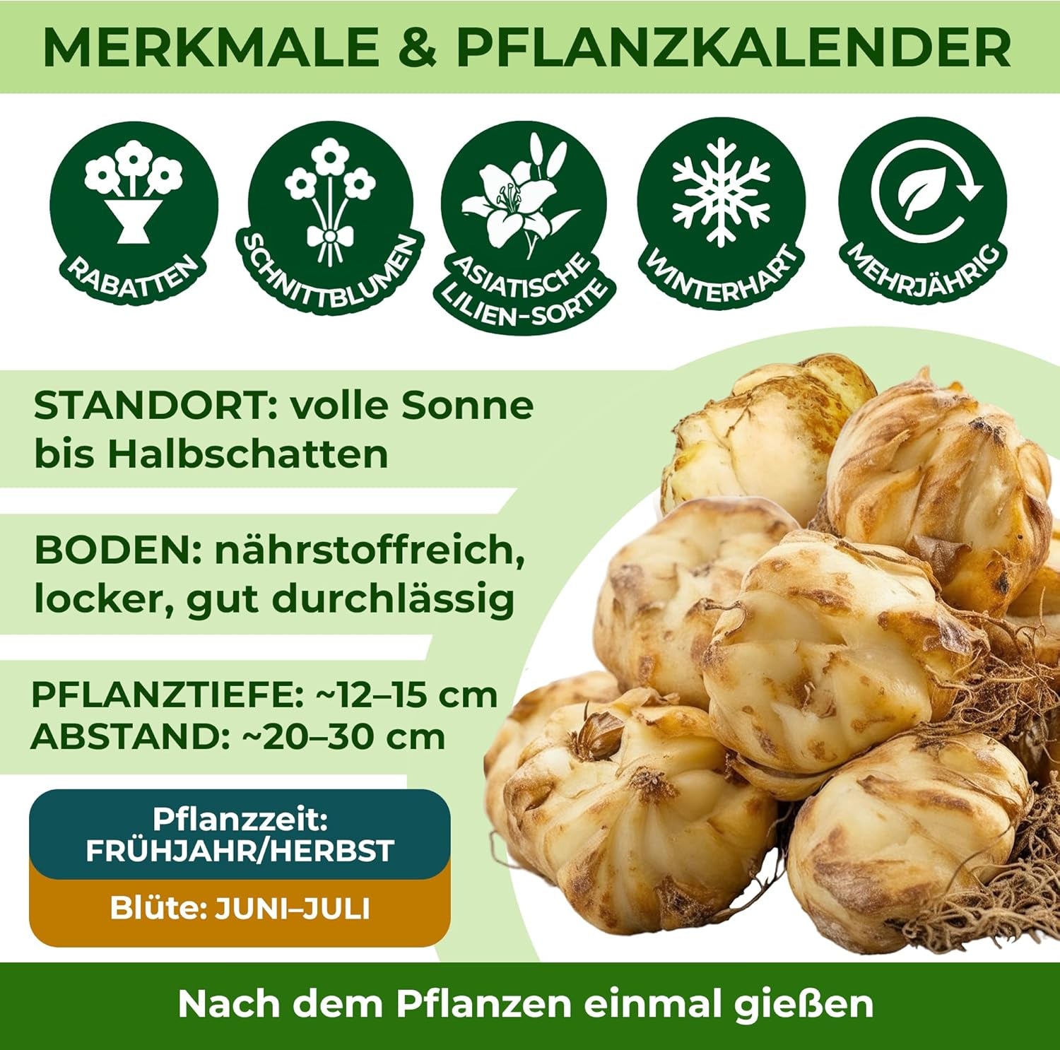 Bulbi di giglio gigante Collezione Hardy Tree - Bulbi di fiori resistenti - Confezione da 15 in 5 varietà e colori - Holland Mix per piantare giardino (non semi, non artificiali)