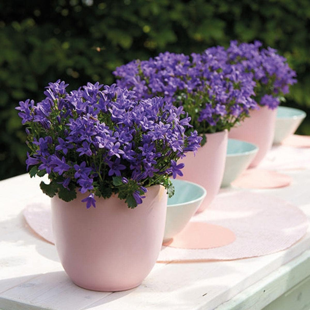 Campanula Addenda - Glockenblume Lila Topfgröße 12Cm - Mehrjährig - Winterhart