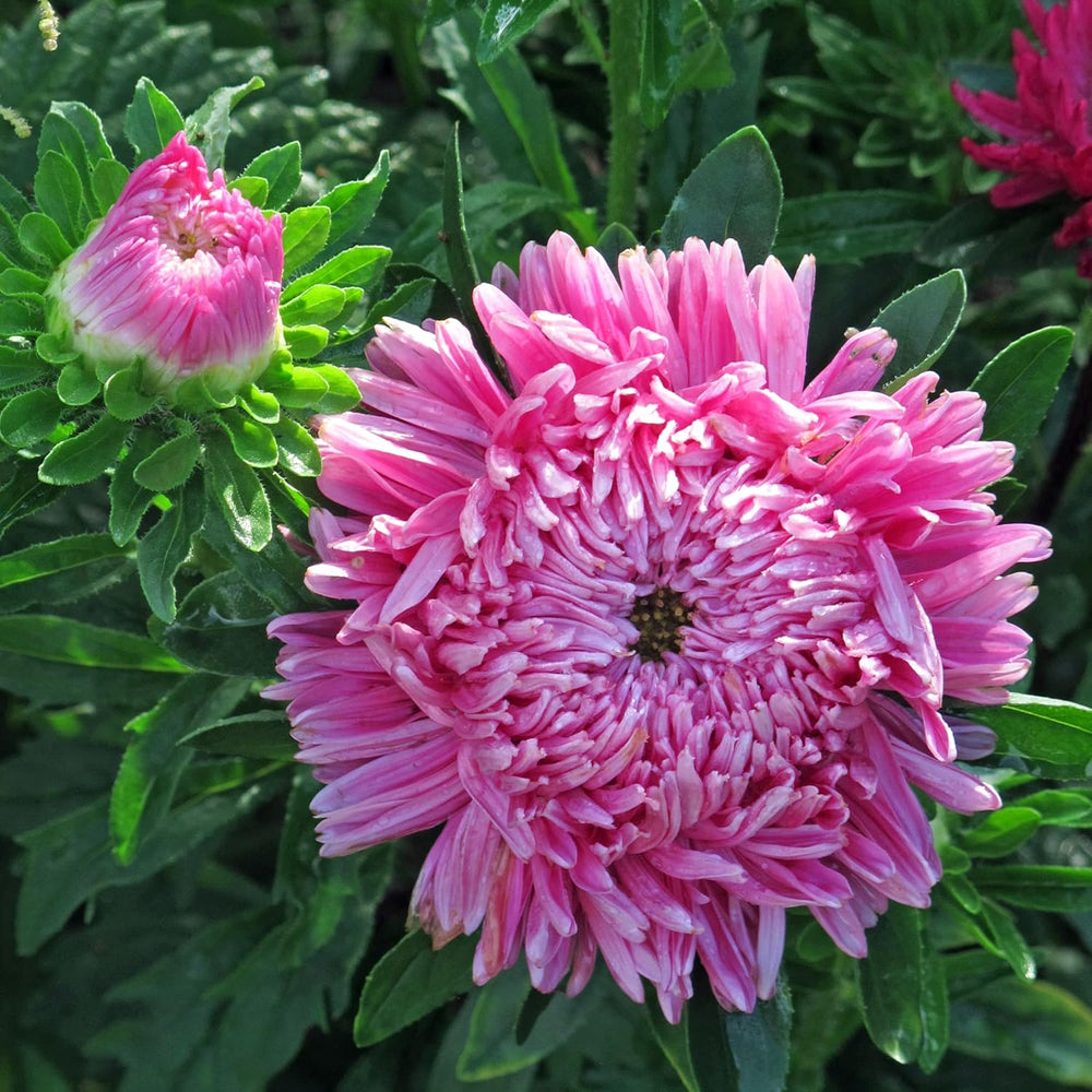 Krallenaster (Callistephus Chinensis) Bio - Ca. 100 Samen Sehr Alte Einjährige Sommerblume Zierpflanze Schnittblume Bienenweide