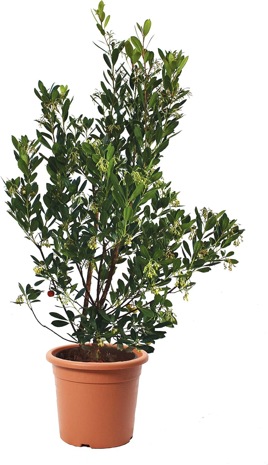 KENTIS - Fragole (Arbutus unedo) – Piante rustiche per il giardino – Pianta sempreverde, vera – Altezza 80-100 cm, vaso Ø 24 cm