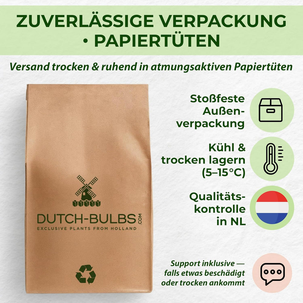 Bulbi di giglio perenni resistenti - Miscela di loto orientale - 10 bulbi - Esclusivi bulbi da fiore olandesi - Per giardino e vasi (bulbi grandi senza semi, non artificiali)