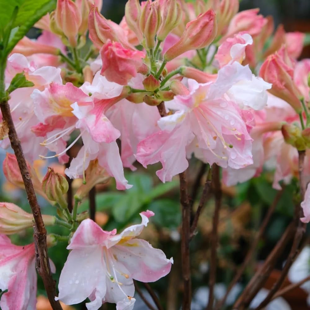 Rhododendron, Balkon Azalee Winterhart, Stauden Garten 100Samen