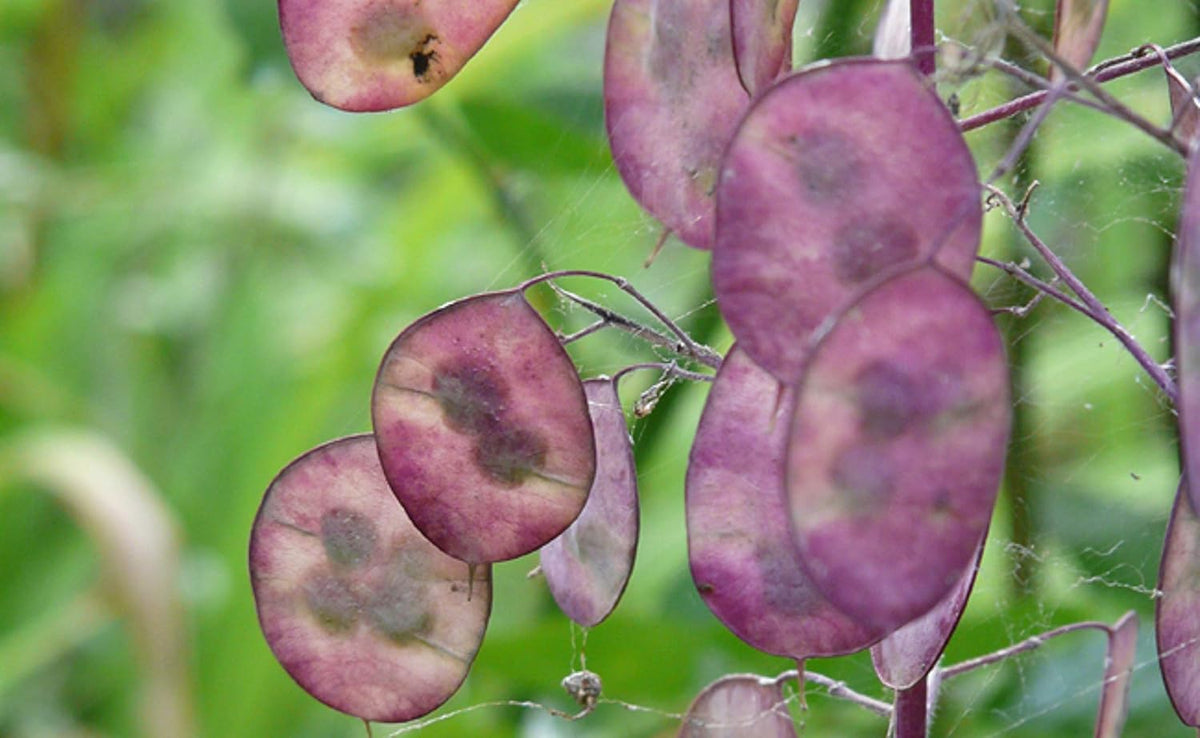 25 semi per Papes - Pianta da fiore da giardino antico - Semi riproducibili per agricoltori, semi-selvatici