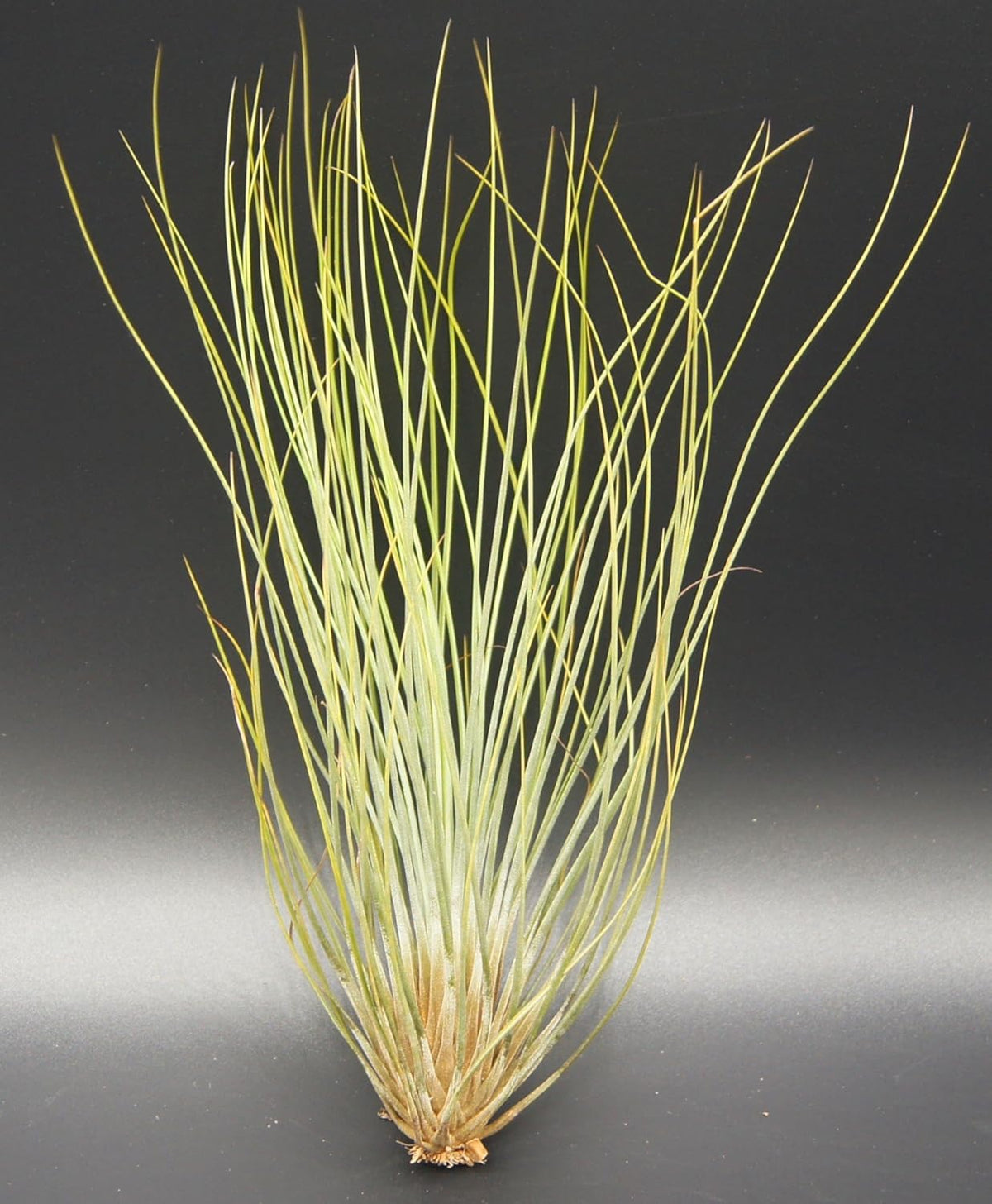 Tillandsien, Tillandsia Festucoides, Bromeliengewächs