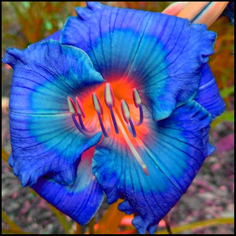 Mix di bulbi da fiore, bulbo magico misterioso, piantagione resistente, bulbo da fiore perenne resistente all'inverno, bulbi resistenti - 3 bulbi di orchidea