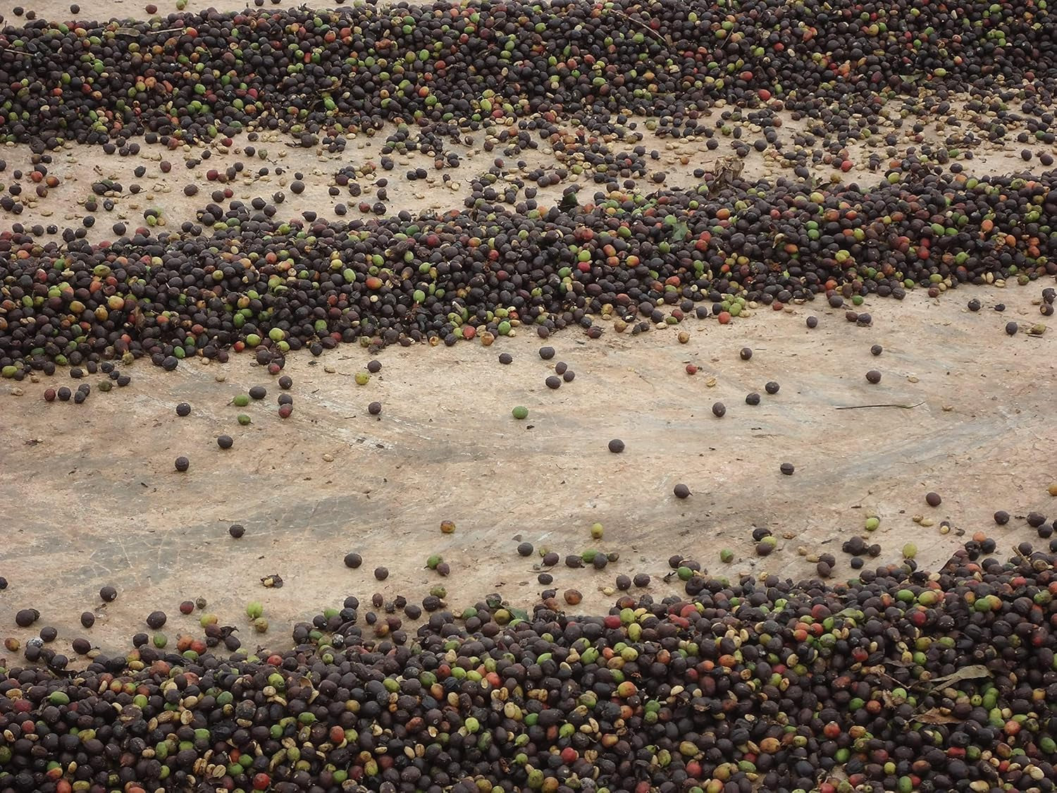 CAFES GUILIS DESDE 1928 AMANTES DEL CAFE Kaffee Natural Gold Bohne West Polish 1 kg