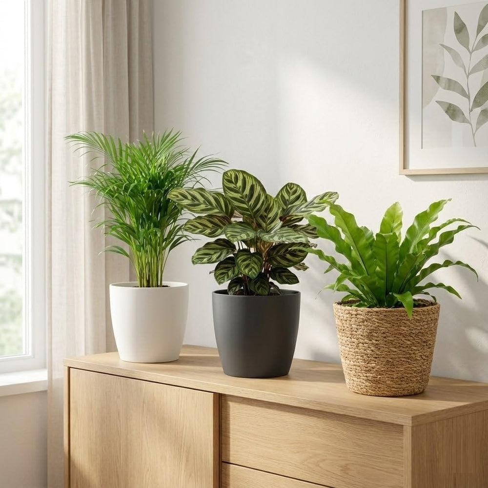 Vdvelde.Com - Luftreinigende Pflanzen 6 - Tierfreundliche Grüne Zimmerpflanzen - Einfacher Und Geringer Lichtbedarf - Ø12 Cm ↥Ca.40 Cm