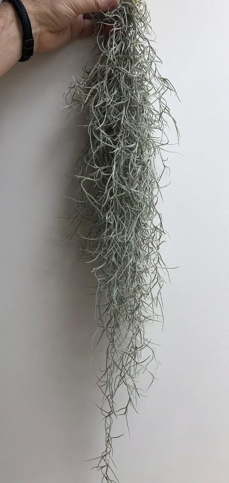 Tillandsien Pflanze - Luftpflanze Echt - Air Plants - Tilldandsia - 1 X Quallenpflanze Mit Seeigel Aus Blauem Glas - Bromeliengewächs - Spanisches Moos - Luftpflanzen Halterung - Trendyairplants