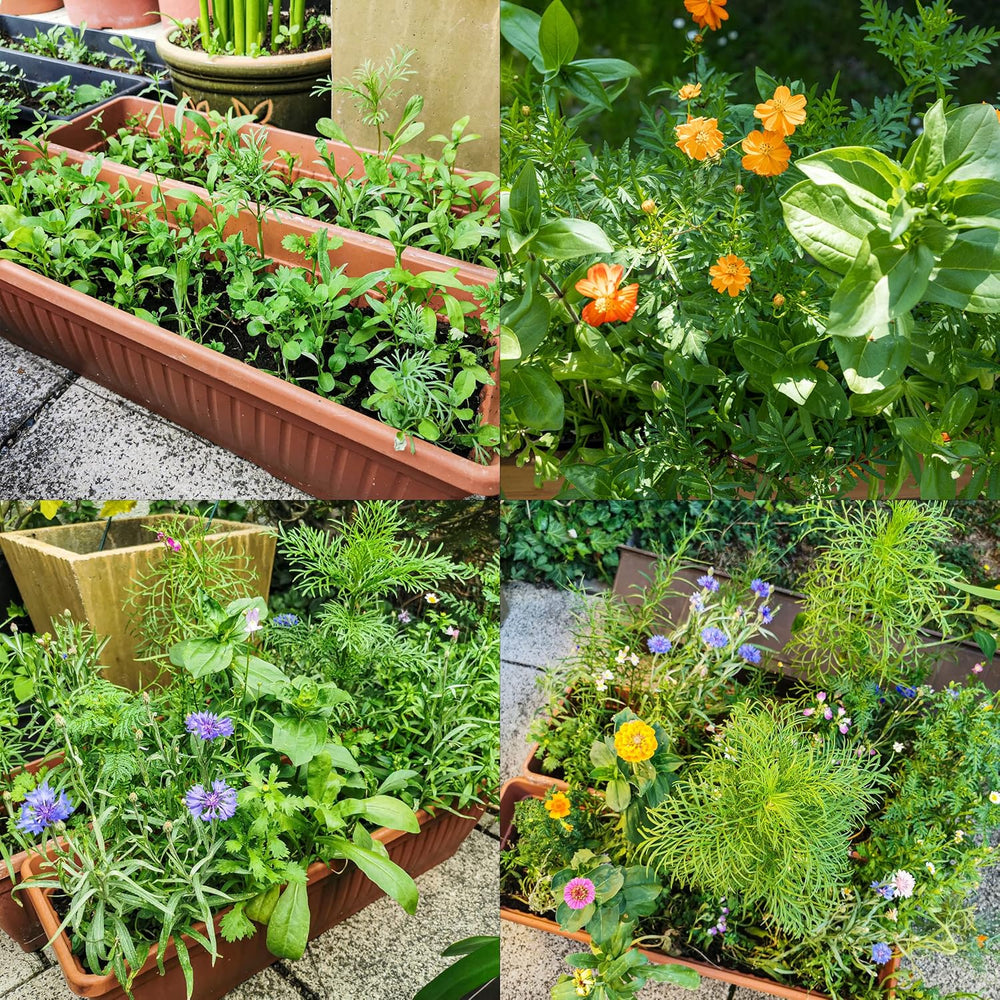 Mix di fiori colorati per balconi - 2 tappetini per semi di fiori da balcone premium Fiori estivi facili da coltivare e semi di fiori selvatici da semi annuali adatti agli insetti