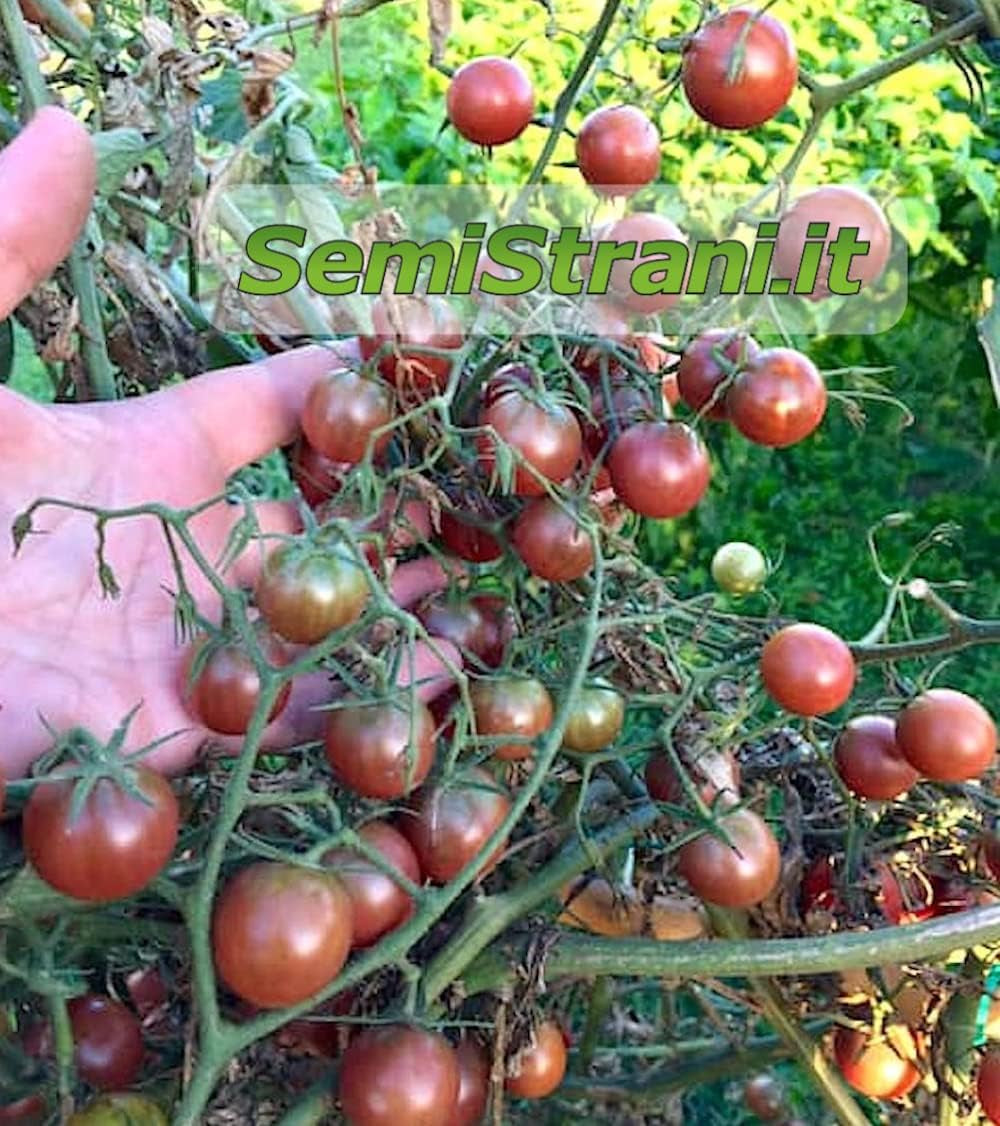 200 TOMATENSAMEN in 20 SELTENE SORTEN REICH an NÄHRSTOFFKONSTANTEN + LEITFADEN: ITALIENISCHE RIESENTOMATE, KRIMSCHWARZ, GRÜNES ZEBRA, INDIGO ROSE, CHEROKEE PURPLE, ROMA, SAN MARZANO Usw
