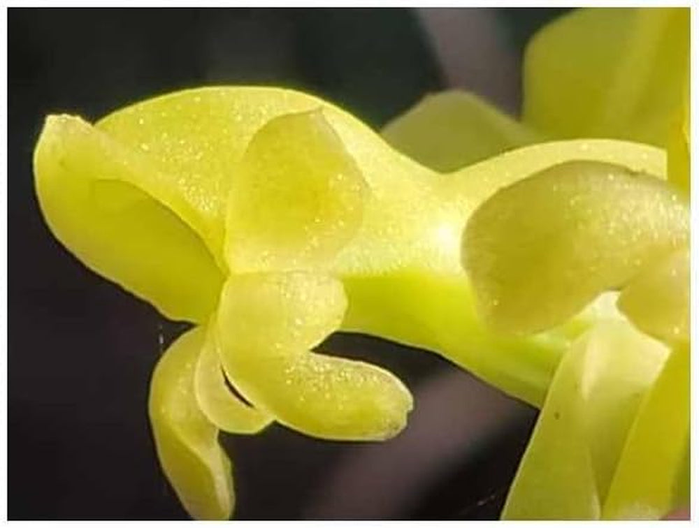 Stk - 20X Satyrium Odorum Orchidee Garten Zimmer Pflanzen - Samen B250 -