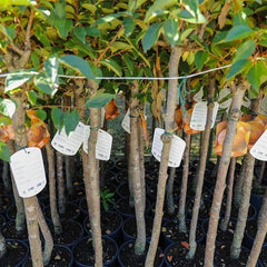 Kakibaum — Apfelkhaki – Alte Sorte, Obstpflanze Auf Topf 26 Cm — Max. Höhe 160 Cm — 4 Jahre Alt — Italienische Baumschule
