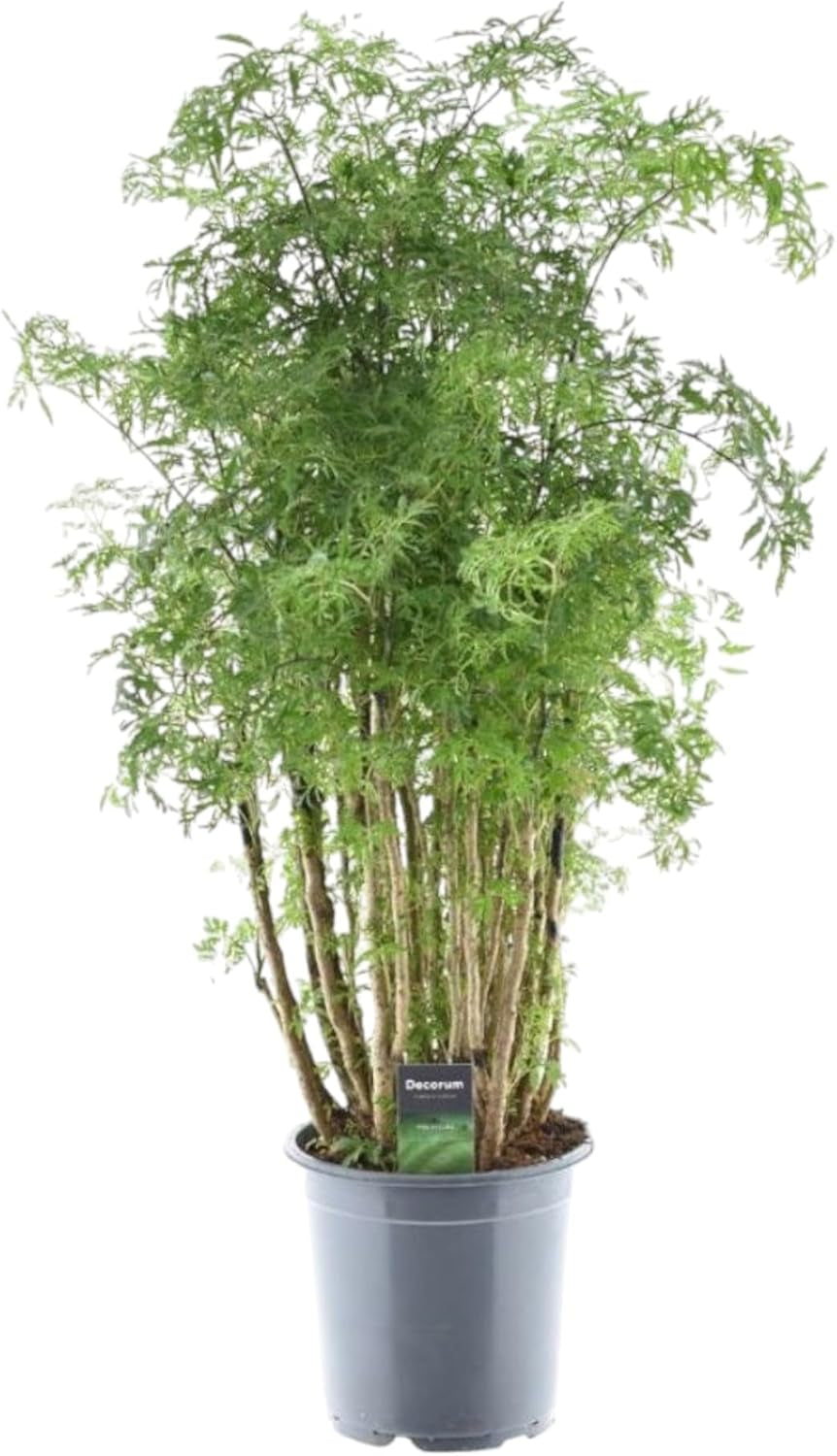Trendyplants - Polyscias Hawaiiana Ming - Aralia - Zimmerpflanze - Höhe 80-100 Cm - Topfgröße Ø19Cm