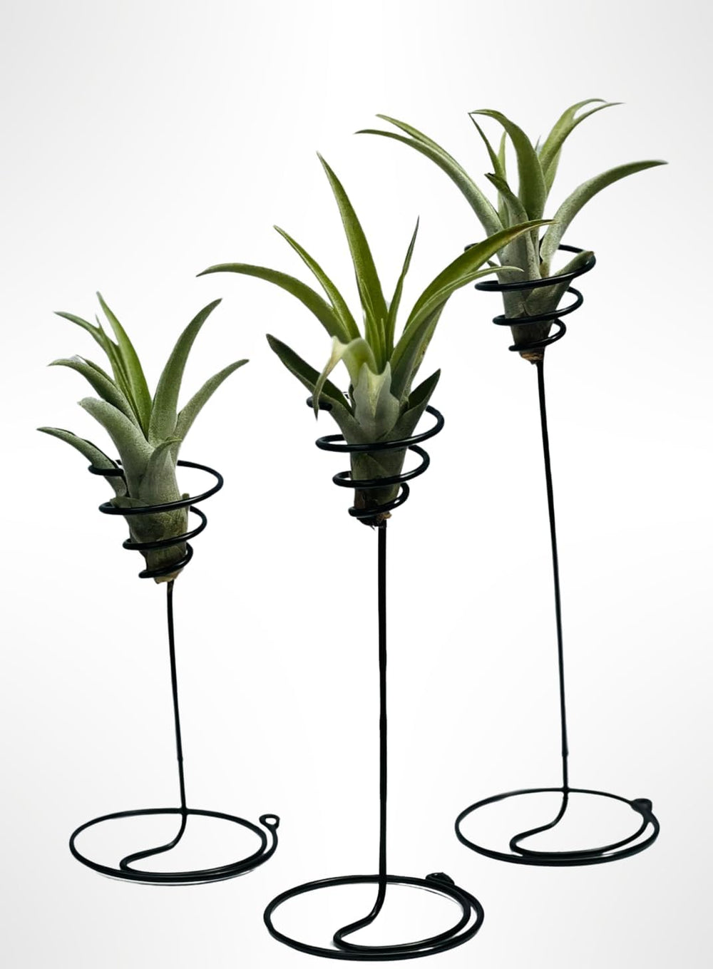 DREI Schöne Stehende Spiralen Mit Tillandsia Capitata Pfirsich.