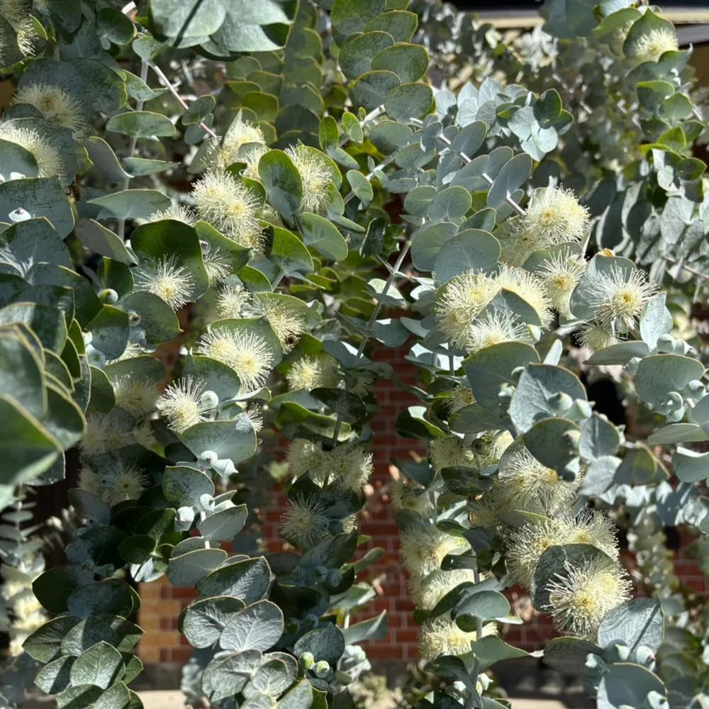 Eukalyptusbaum Schnellwachsende Kletterpflanzen Dekopflanzen Balkongarten Sträucher Winterhart Rankpflanze Balkon Deko Pflanzensamen Dachbegrünung Exotische Zimmerpflanzen Wildkräuter 25Samen