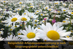 "Regionale Wildblumen" - Blumenwiese & Mehrjährige Blühmischung, Regiosaatgut Nach Regiozert, 100% Regionale Wildblumensamen, Für 10M², Mit Ansaathilfe Vermengt (Ursprungsgebiet 16)