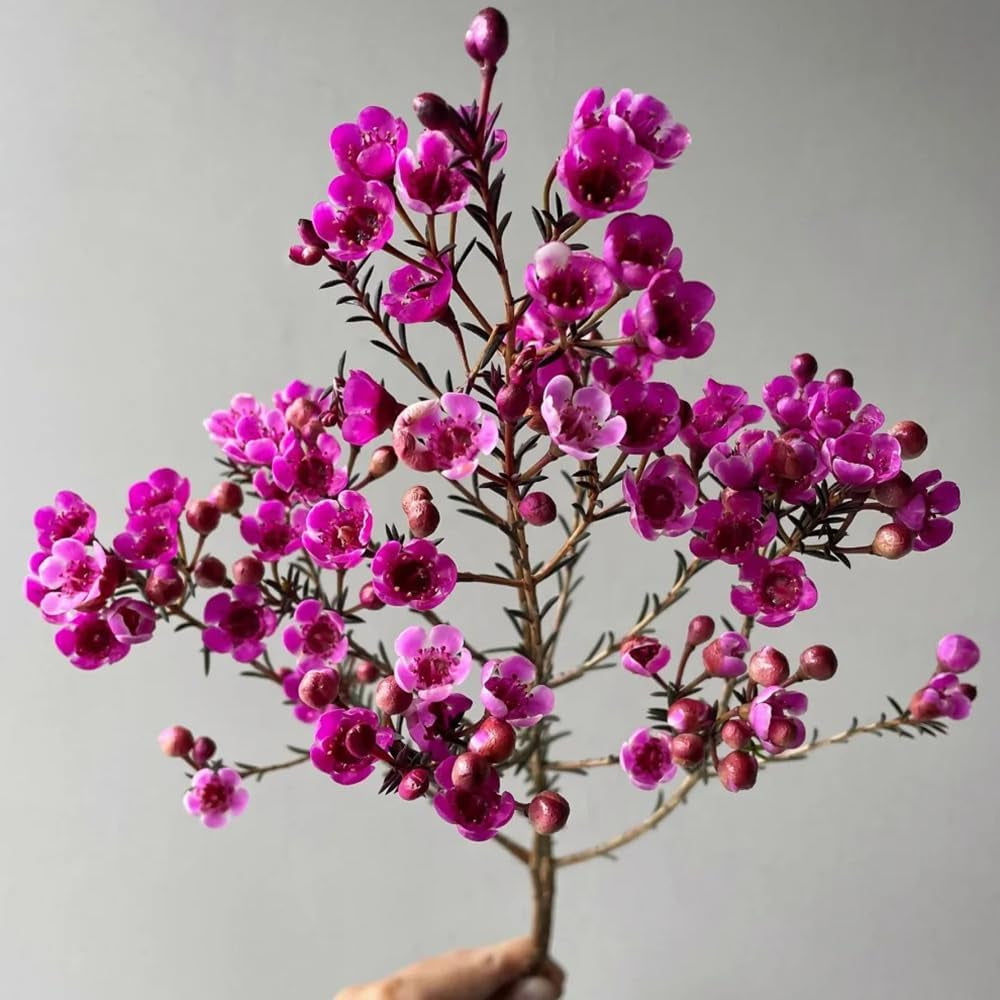 Chamelaucium Uncinatum Garten Baumsamen Bonsai Gartendeko Für Draußen Schnell Wachsende Sträucher Winterharte Kübelpflanzen Blumensamen Gastgeschenk Topfpflanzen Nachhaltige Geschenke 300Samen