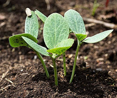 Fikolista Veredelungsunterlage Von Bobby-Seeds 50 Korn