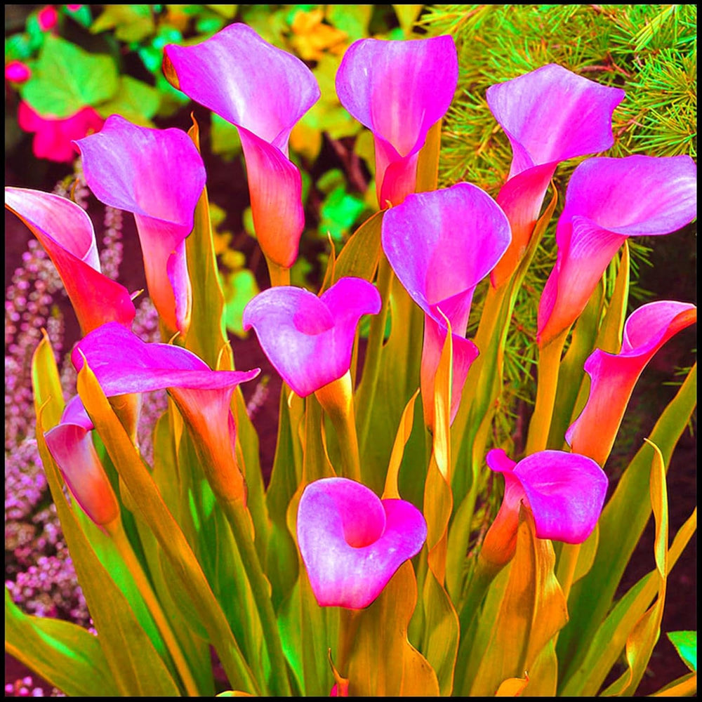 Mix di bulbi da fiore, bulbo magico misterioso, piantagione resistente, bulbo da fiore perenne resistente all'inverno, bulbi resistenti - 3 bulbi di orchidea