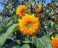 La Verde MEIN GARTEN UND ICH. Orange Sun Sonnenblumen Samen Für Ca. 30 Pflanzen, Gefüllte Orange Blüten, Eintriebig Und Schnittgeeignet, Blumensamen Ohne Gentechnik