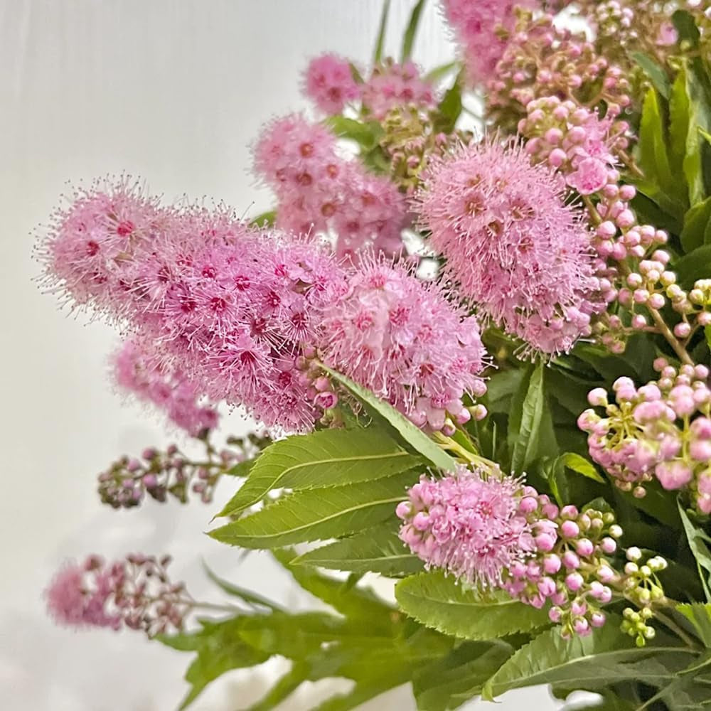 Sorbaria Sorbifolia Winterharte Stauden Hochbeete Für Garten Garten Blumenwiese Pflanztopf Balkonblumen Blumensamen Dachbegrünung Immergrüne Kübelpflanze 200Samen