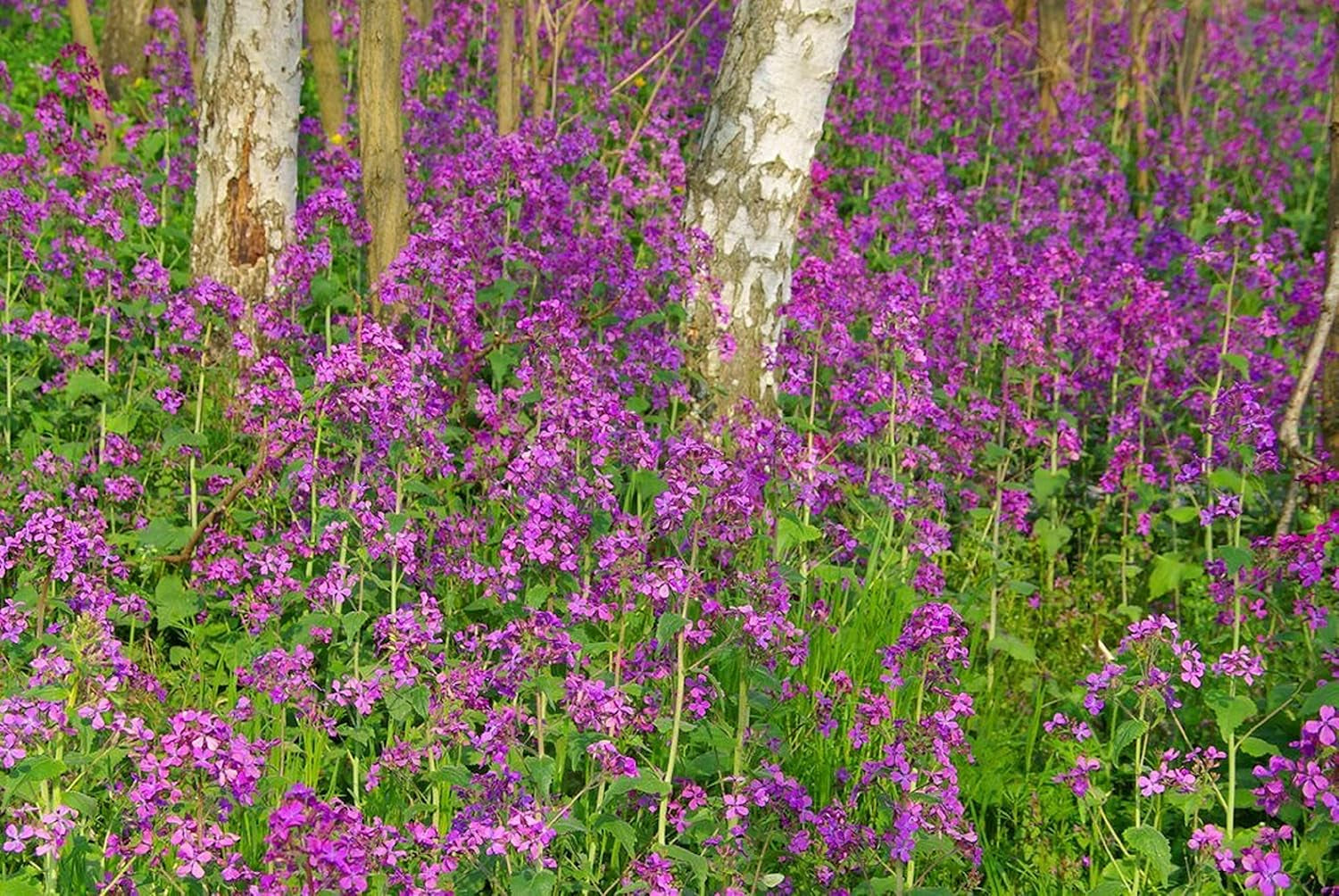 25 semi per Papes - Pianta da fiore da giardino antico - Semi riproducibili per agricoltori, semi-selvatici