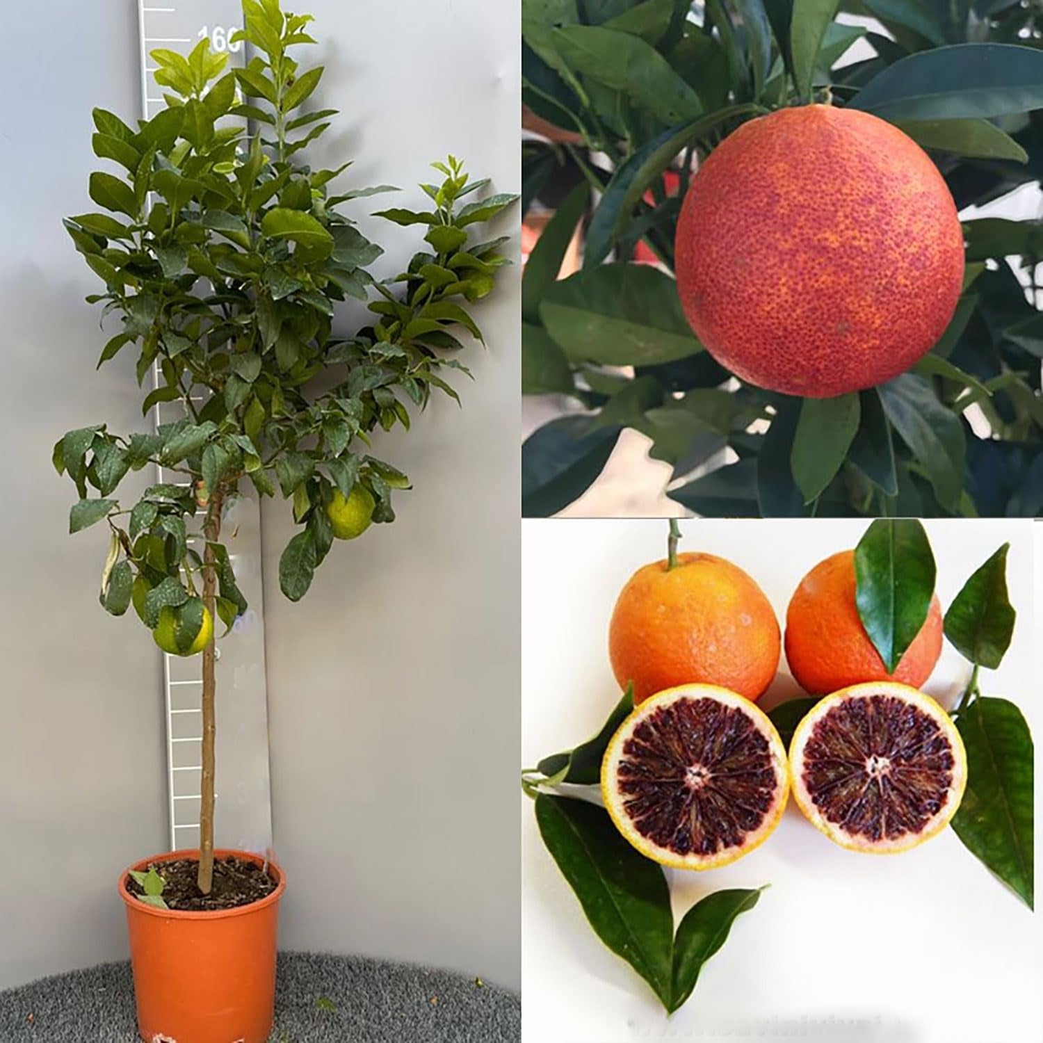 SAVINI VIVAI Orangenpflanze, Dunkeloranger Zitrusbaum Im 20 Cm Topf, Höhe 70 Cm, 2-3 Jahre Veredelung, Hergestellt in Italien