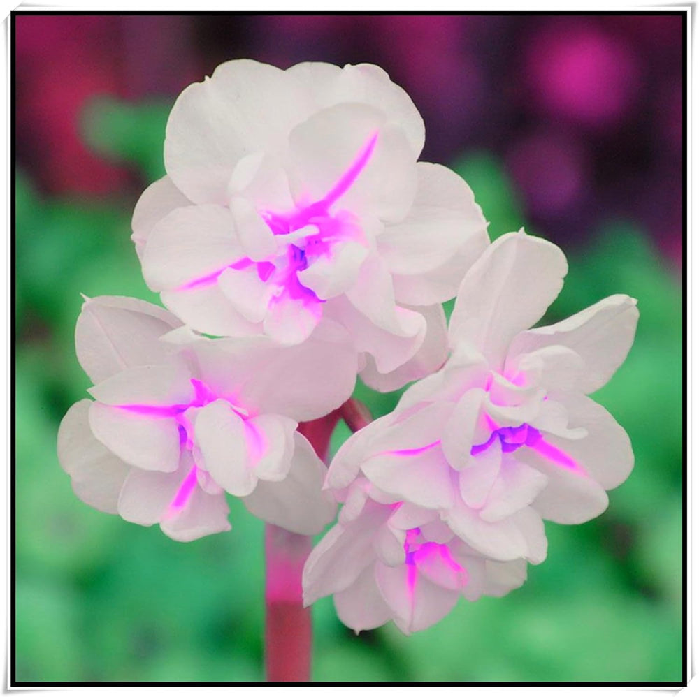 Mix di bulbi da fiore, bulbo magico misterioso, piantagione resistente, bulbo da fiore perenne resistente all'inverno, bulbi resistenti - 3 bulbi di orchidea