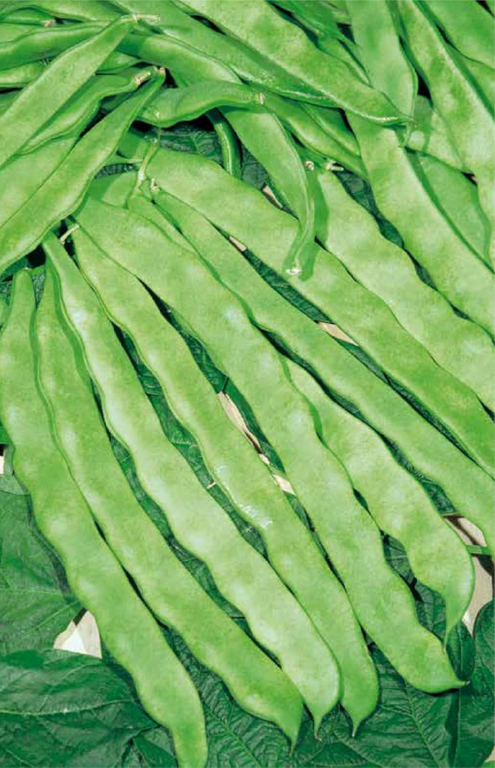 Stangenbohnen HELDA, Mehrfarbig, EC1201
