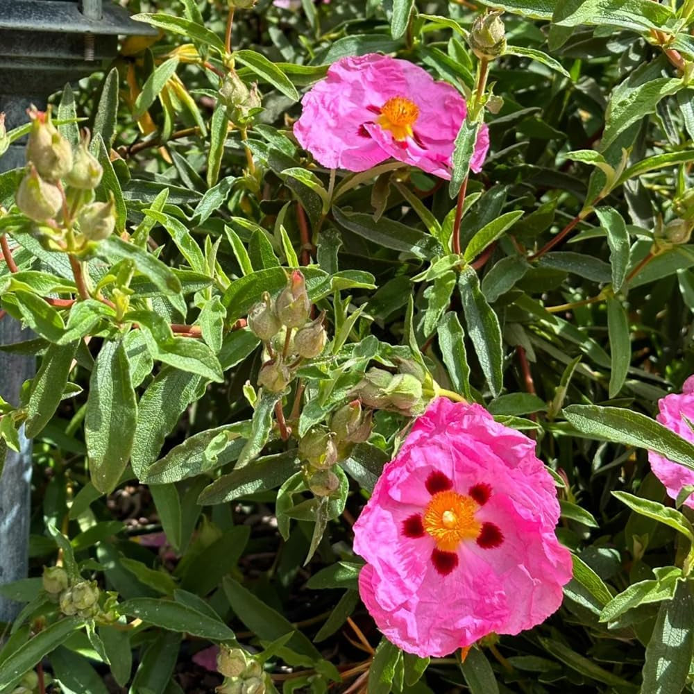 Zistrose Exotische Bio Grünpflanzen Cistus Creticus Deko Wohnzimmer Balkon Topfpflanzen Nachhaltige Geschenke Zimmerbonsai Schnittblumen Hecken Sträucher Herbst Deko Gartendeko Für 130Samen