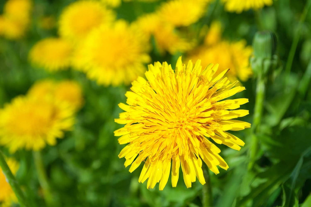SAFLAX - BIO - Dente di leone - 400 semi - Taraxacum officinale