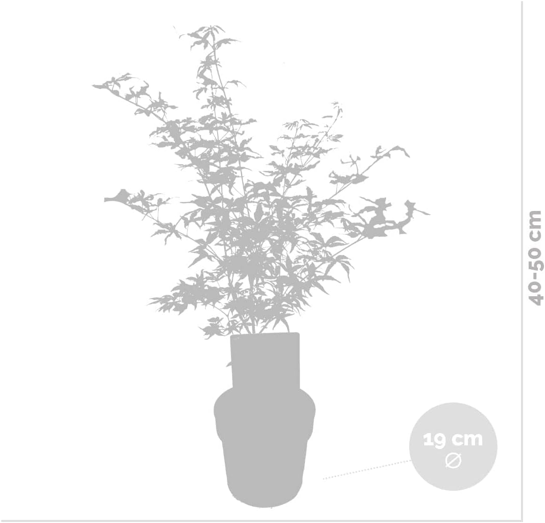 Bloomique - Acer Shirasawanum Moonrise - Japanischer Ahorn - Gartenpflanzen - Winterhart - 50-70 Cm Hoch - Topf 19 Cm