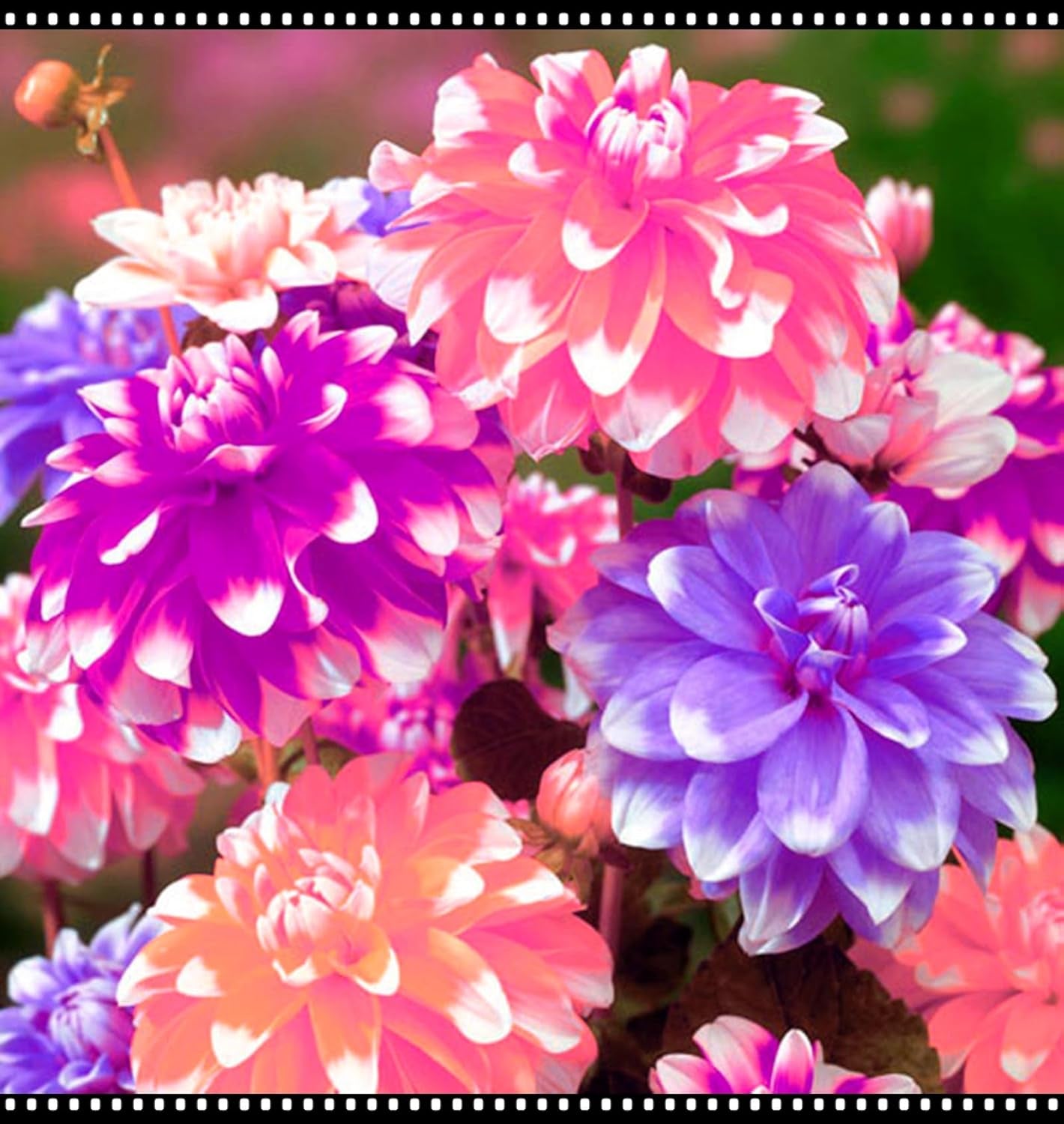 Mix di bulbi da fiore, bulbo magico misterioso, piantagione resistente, bulbo da fiore perenne resistente all'inverno, bulbi resistenti - 3 bulbi di orchidea